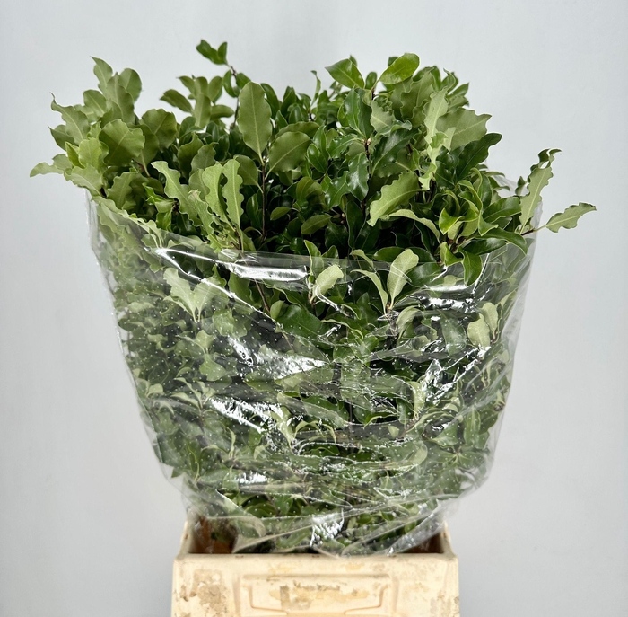 <h4>Pittosporum Tenuifoglia</h4>