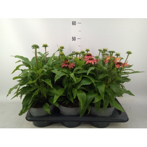 Echinacea   ...