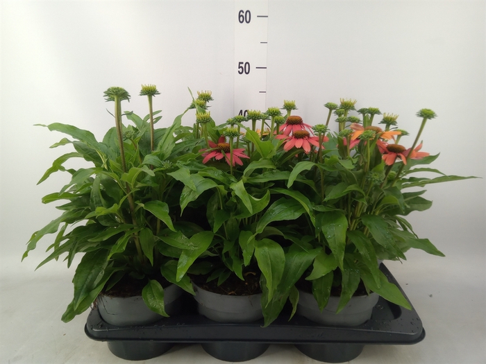 <h4>Echinacea   ...</h4>