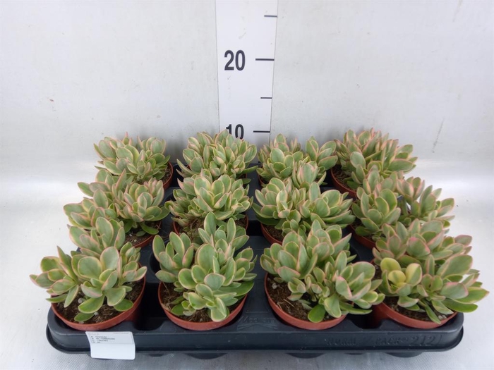 <h4>Crassula   ...</h4>