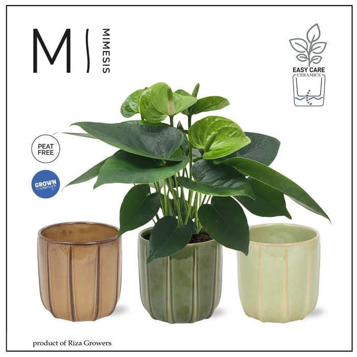 <h4>Mimesis Anthurium KARMA Smaragd - 12cm - Peru</h4>