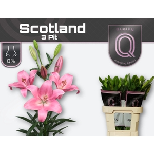 LI LA SCOTLAND 3+