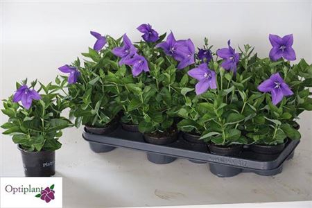 <h4>Platyco Gr Astra Blu</h4>