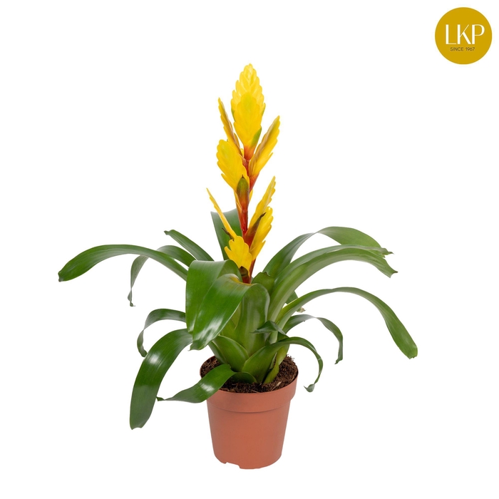 <h4>Vriesea Evita Geel (Met Hoes)</h4>