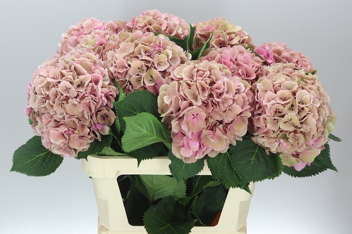 <h4>Hyd Elbtal Pink Classic</h4>