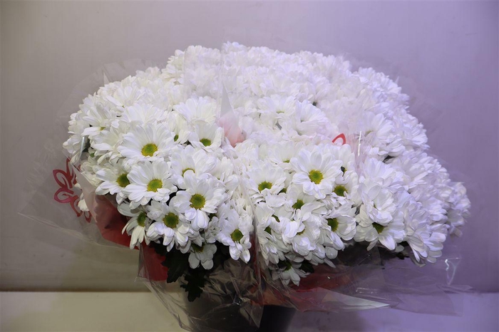 <h4>Chr T Ilonka X5</h4>