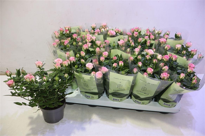 <h4>Ro Carousel Kord</h4>