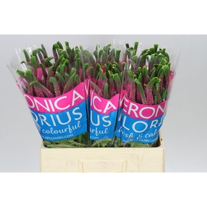 Veronica Iselle X 25