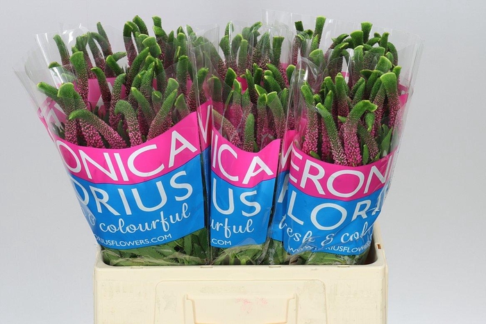 <h4>Veronica Iselle X 25</h4>