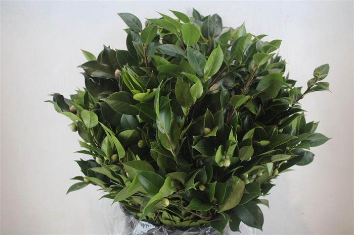 <h4>Camelia P Bunch</h4>