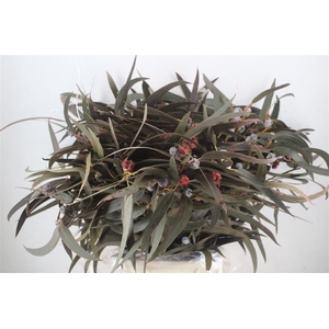 Euca Boule Flower Red P Bunch