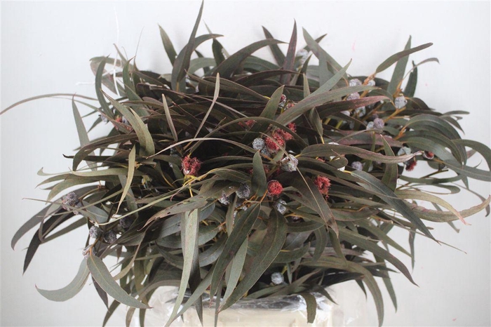 <h4>Euca Boule Flower Red P Bunch</h4>