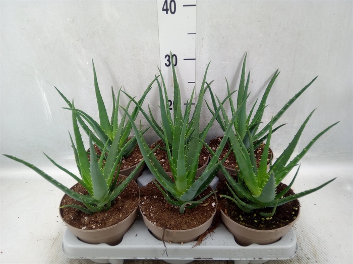 Aloe arborescens