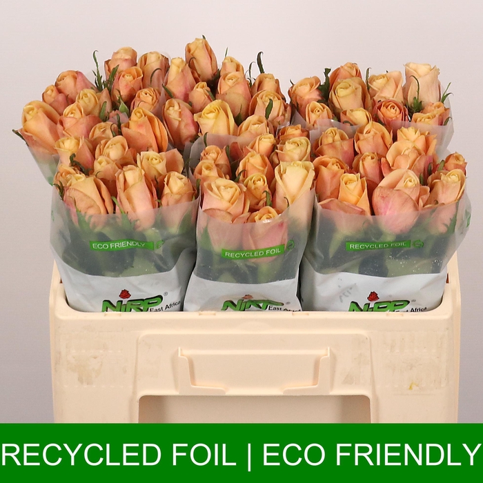 <h4>R GR CREME CARAMELL</h4>