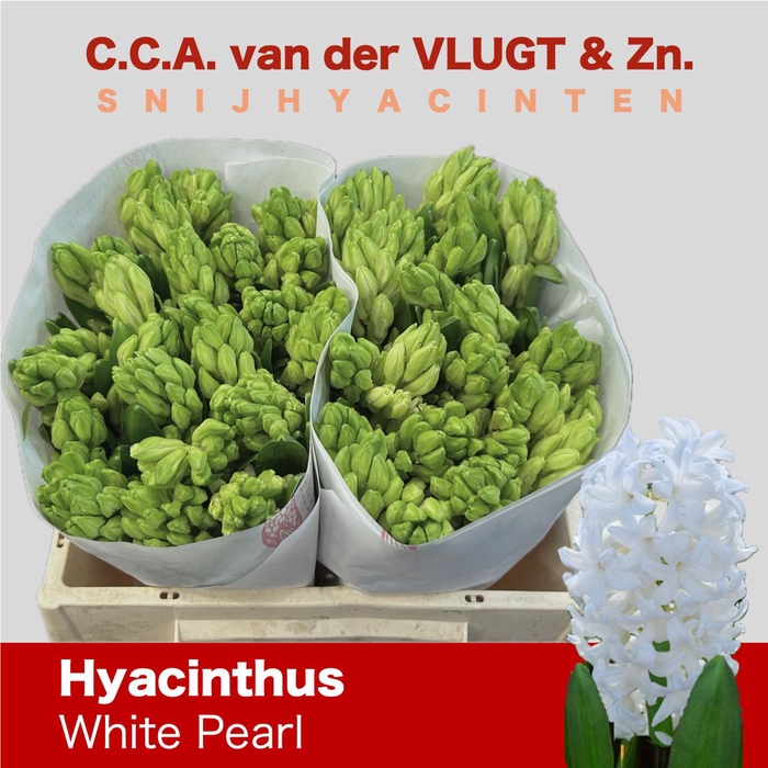 <h4>HYAC WHITE PEARL</h4>