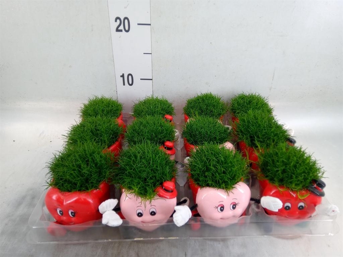 <h4>Sagina subulata</h4>