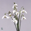 GALANTHUS NIVALIS BS