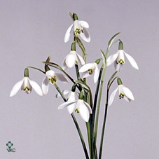 GALANTHUS NIVALIS BS