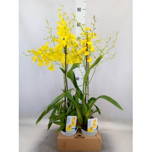 Oncidium   ...