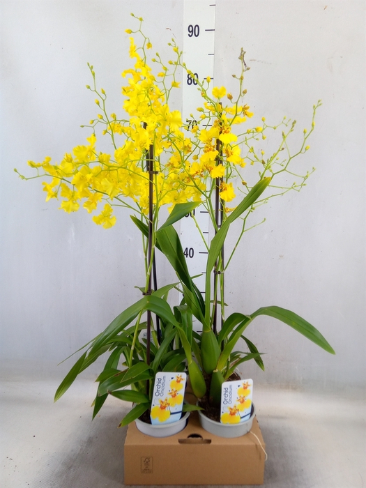 <h4>Oncidium   ...</h4>