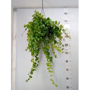 Aeschynanthus  'Pink Polka'