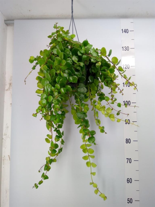 <h4>Aeschynanthus  'Pink Polka'</h4>