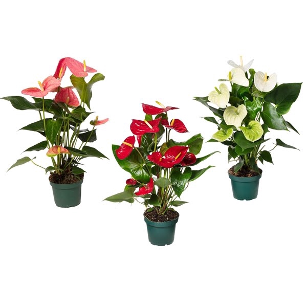 Anthurium mix 14cm 4 kleuren