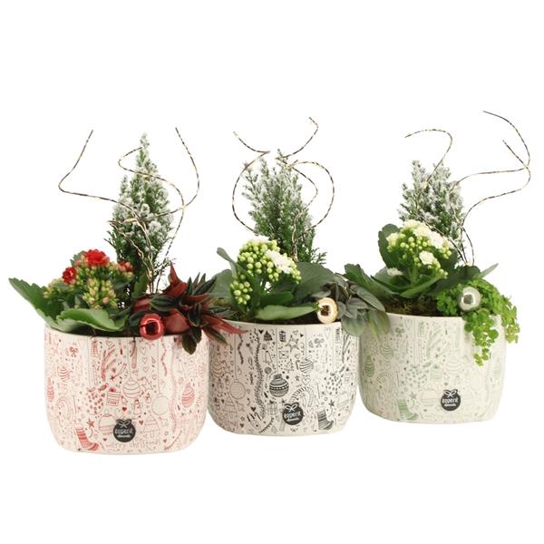 <h4>61592: X-Mas arrangement</h4>