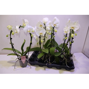 arr8 Phal An Glasgow Mirror