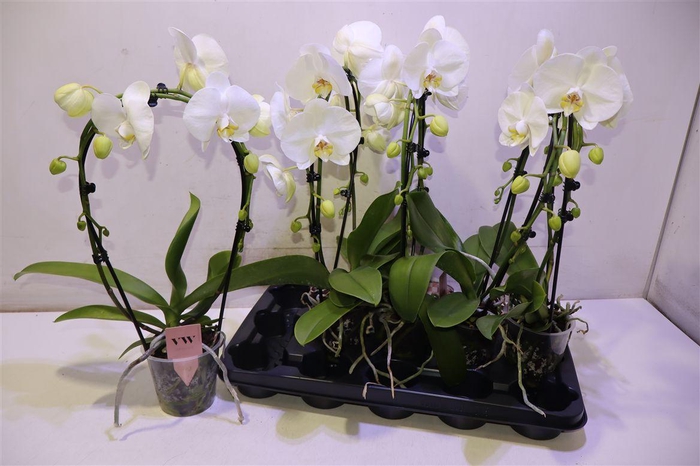 <h4>arr8 Phal An Glasgow Mirror</h4>