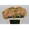 Achillea Millefolium Lachsschönheit