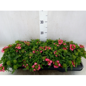 Verbena  'Magelana Pink Swirl'
