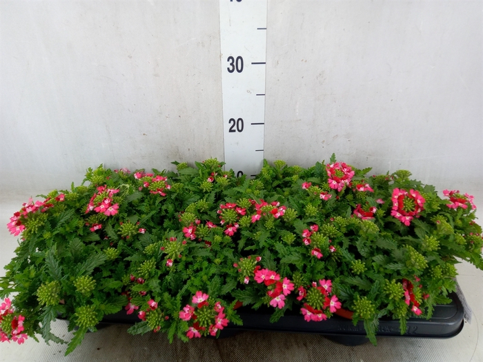 <h4>Verbena  'Magelana Pink Swirl'</h4>