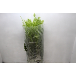 SAMAMBAIA AMERICANA C25