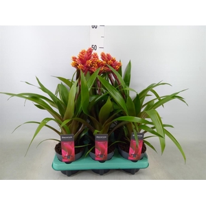 Guzmania   ...