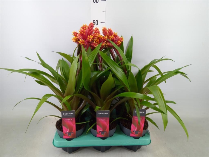 <h4>Guzmania   ...</h4>