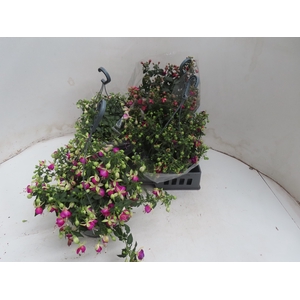 FUCHSIA GEM