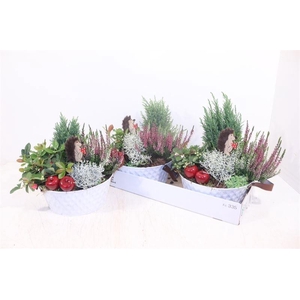 ARR TUINPLANTEN