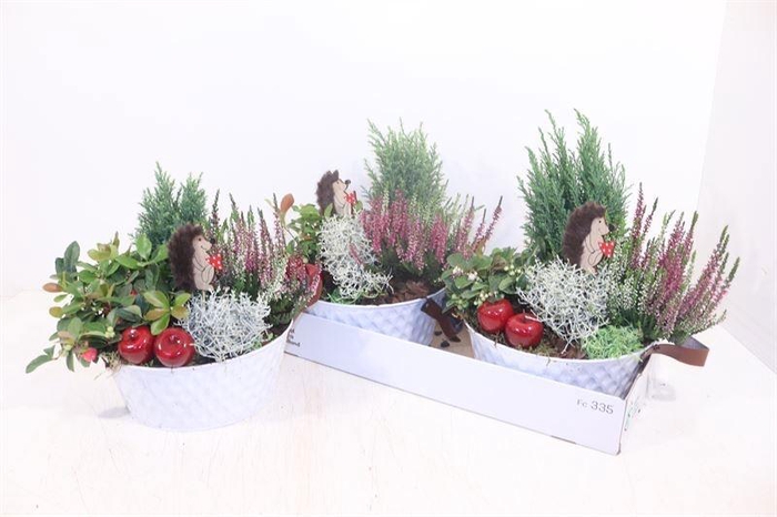 <h4>ARR TUINPLANTEN</h4>