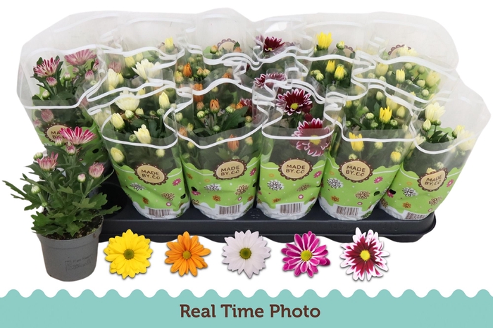 <h4>CHRYS GEM 5 KL</h4>