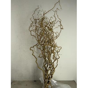 Corylus (2-jarig)