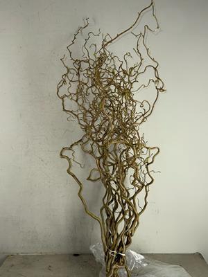 Corylus (2-jarig)