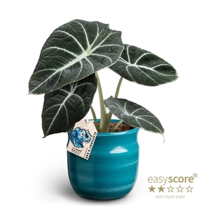 ALOCASIA REGINULA P12 Maceta B. Velvet