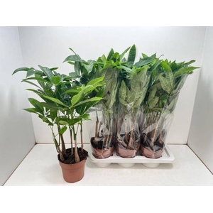 Pachira aquatica 17Ø 60cm