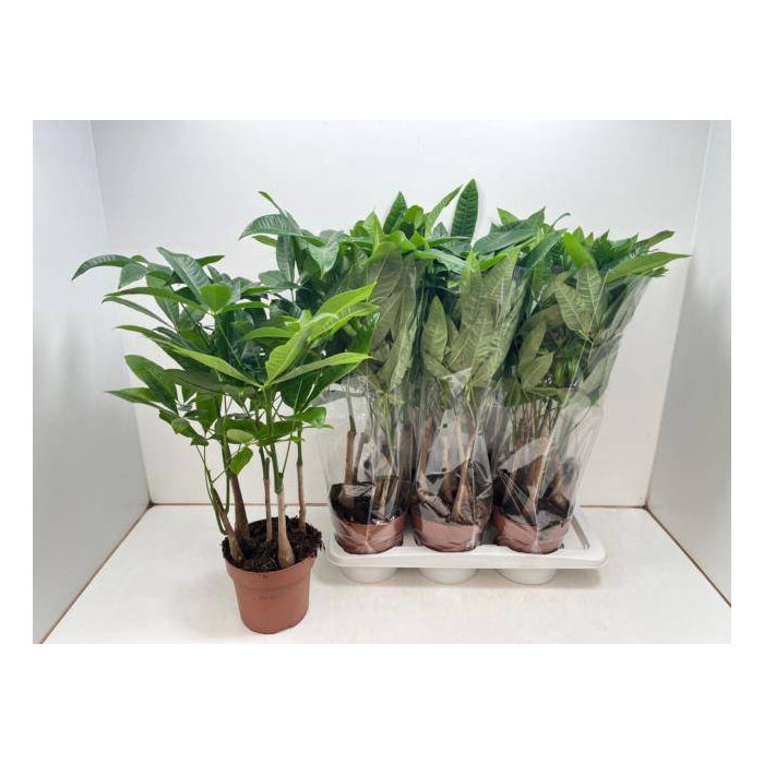 <h4>Pachira aquatica 17Ø 60cm</h4>