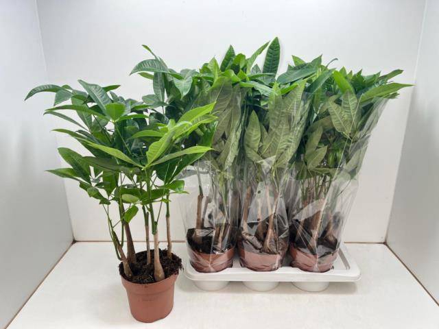 Pachira aquatica 17Ø 60cm