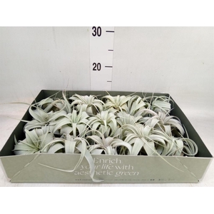 Tillandsia xerographica