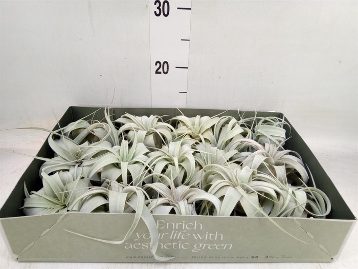 <h4>Tillandsia xerographica</h4>