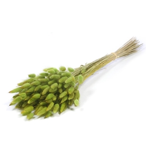 Lagurus Ovatus Green
