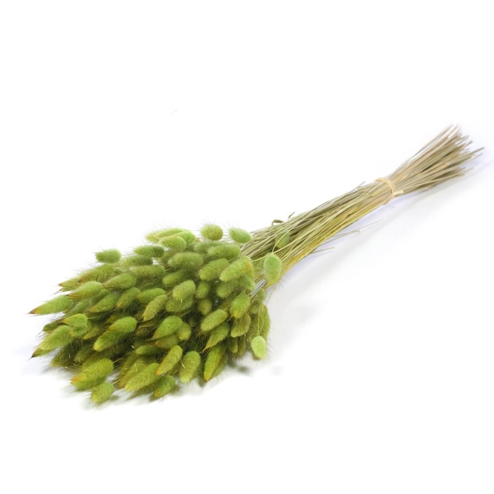 <h4>Lagurus Ovatus Green</h4>